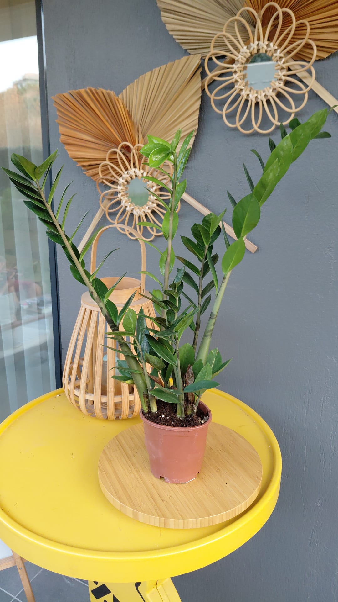 Zamia