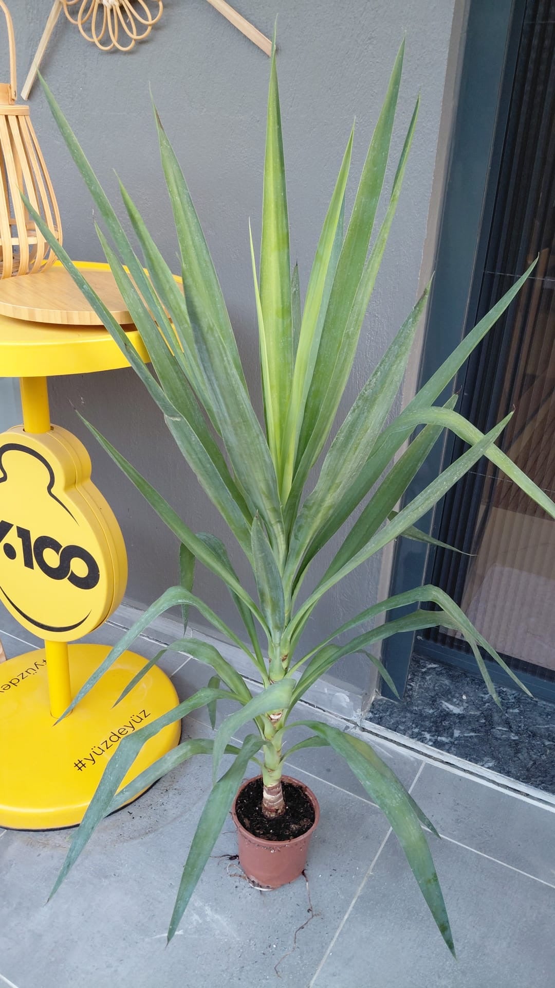 Çelik yucca