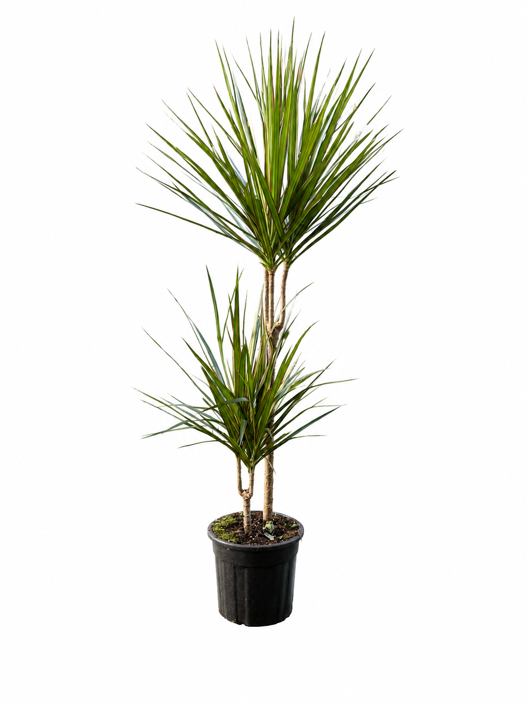 Dracaena marginata