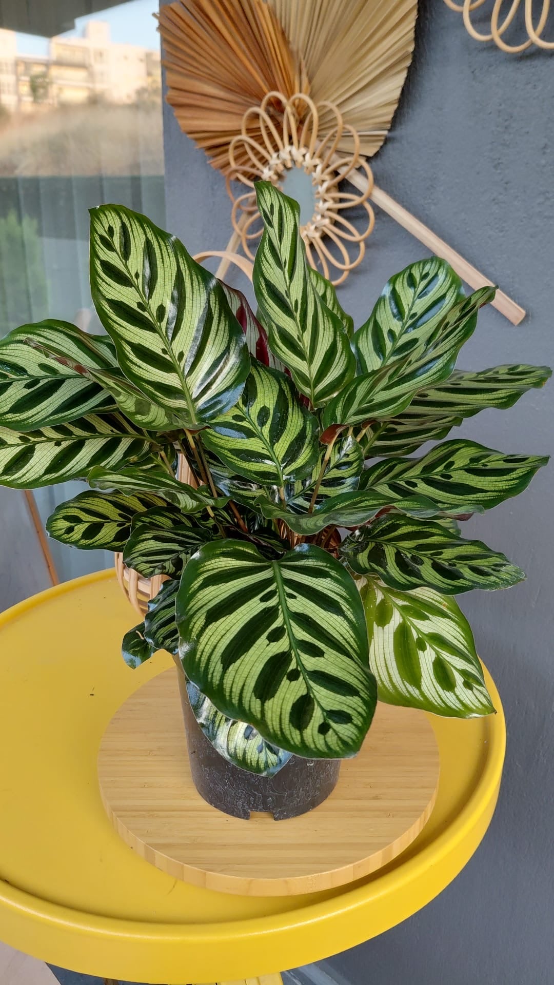 Calathea