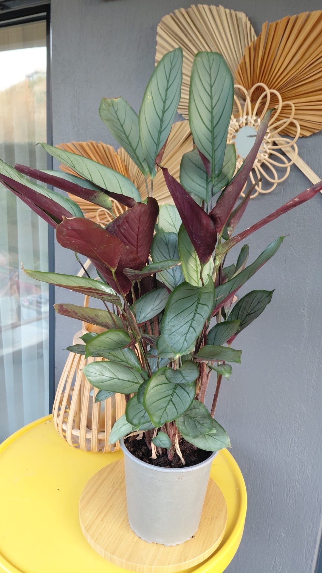 Spathacea