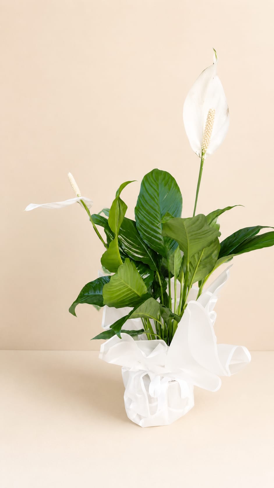 Spathiphyllum (Barış Çiçeği)